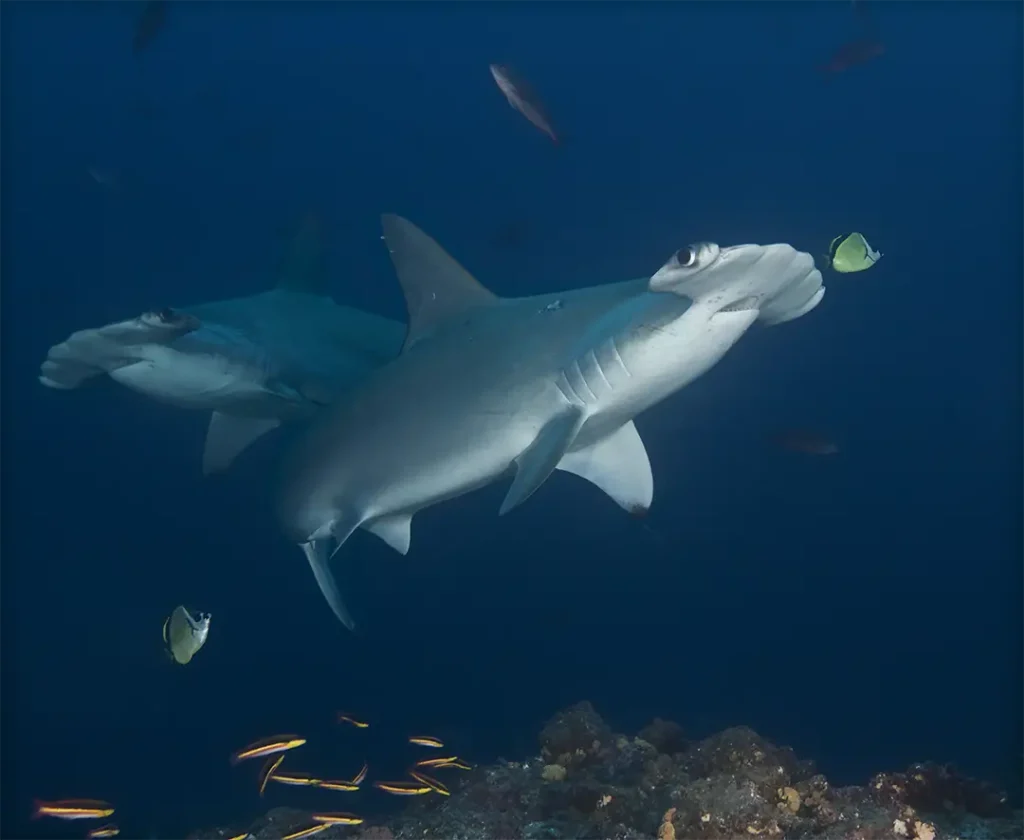 Where Sharks Still Swim Free, Life Finds a Refuge