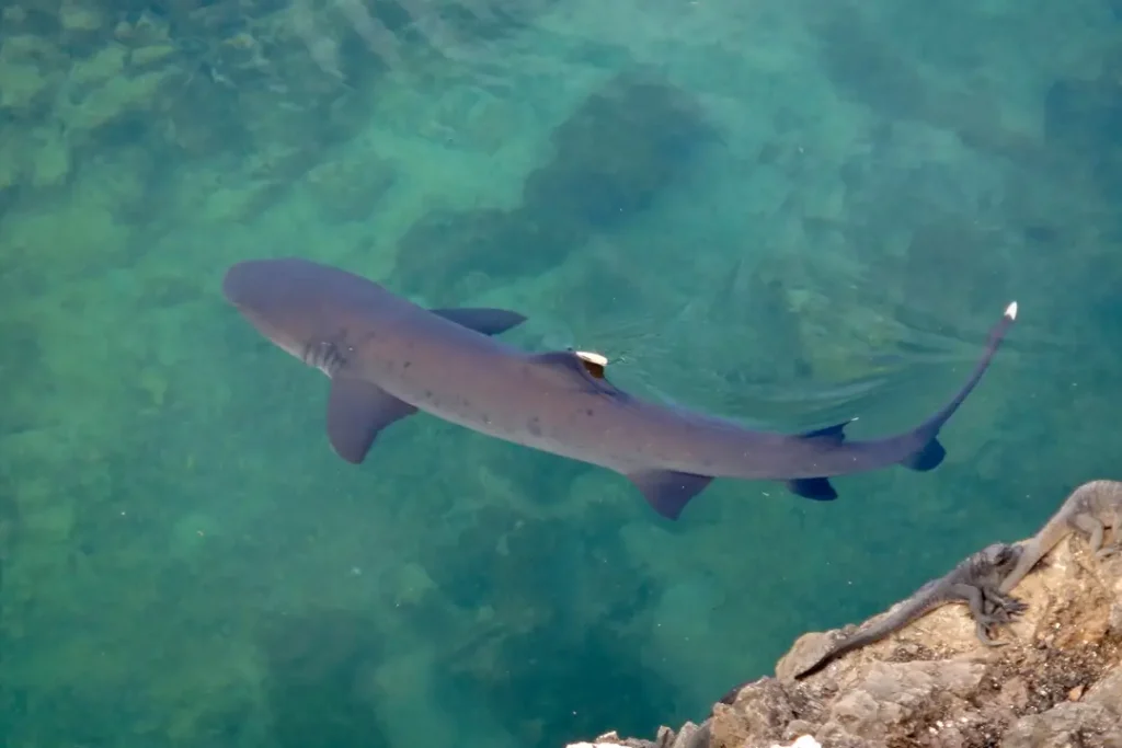 Where Sharks Still Swim Free, Life Finds a Refuge