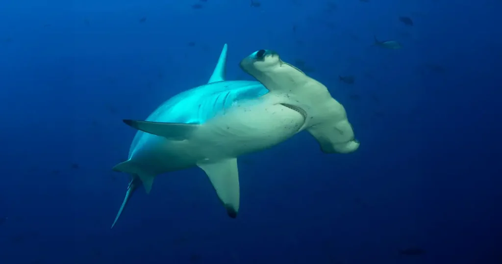 Donde Nadan los Tiburones, la Vida Encuentra Refugio