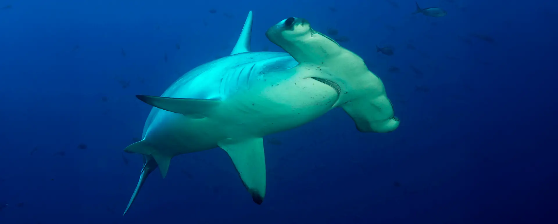 Where Sharks Still Swim Free, Life Finds a Refuge