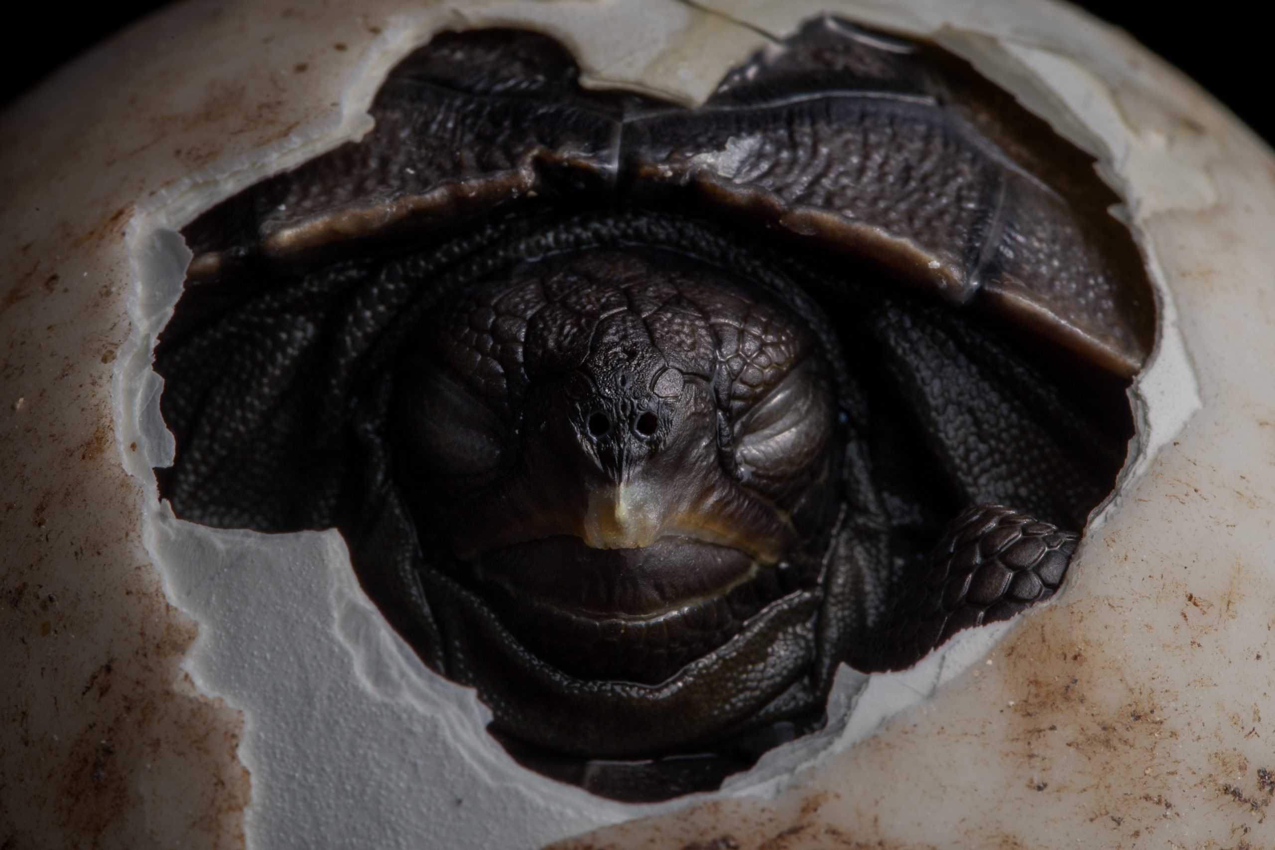 Giant tortoise hatchling at the Santa Cruz Breeding Center. Photo by: Lucas Bustamante