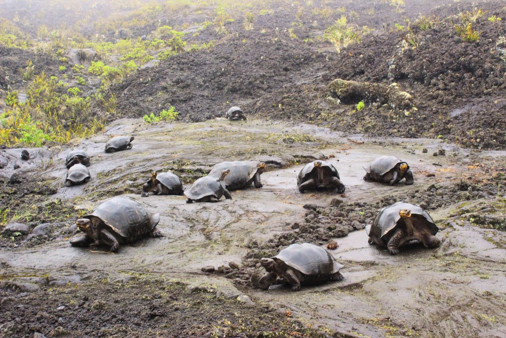 Restoring Tortoises of Galápagos.