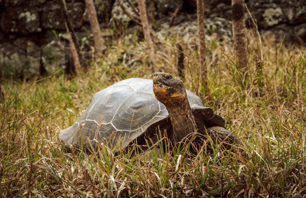 Restoring Tortoises of Galápagos. Adult Floreana hybrid tortoise.