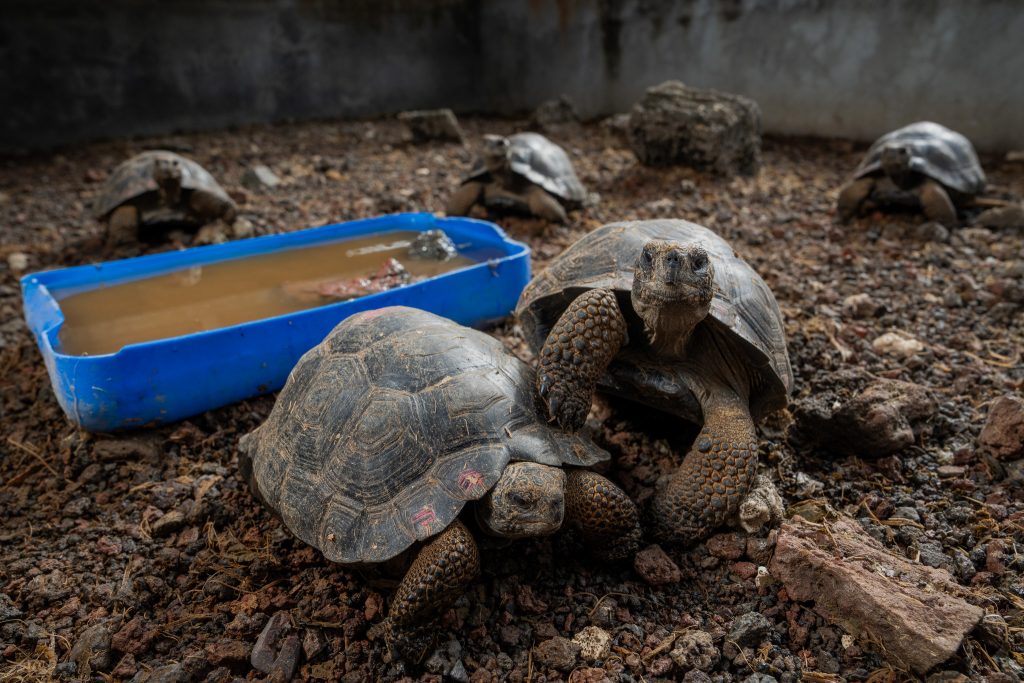 Restoring Tortoises of Galápagos. Photo by: Lucas Bustamante