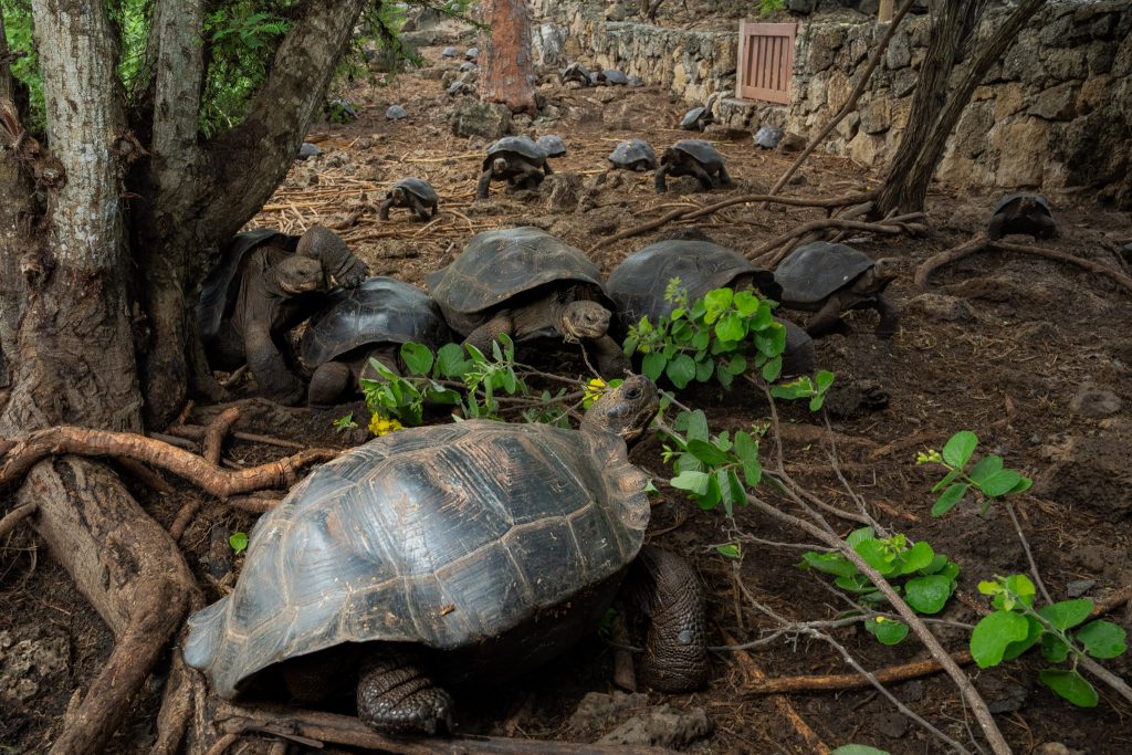 Restoring Tortoises of Galápagos. Photo by: Lucas Bustamante