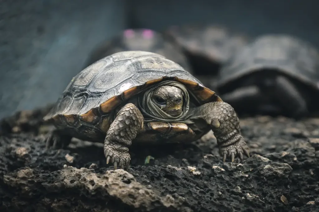 Floreana: The Eden That Breathes Again