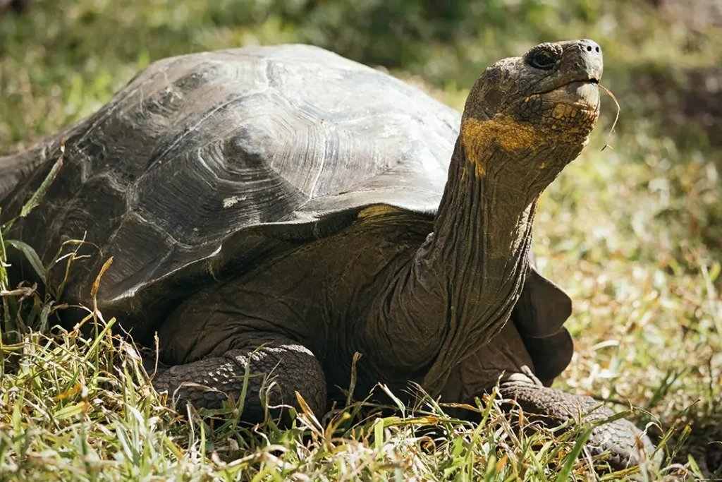 Floreana: The Eden That Breathes Again