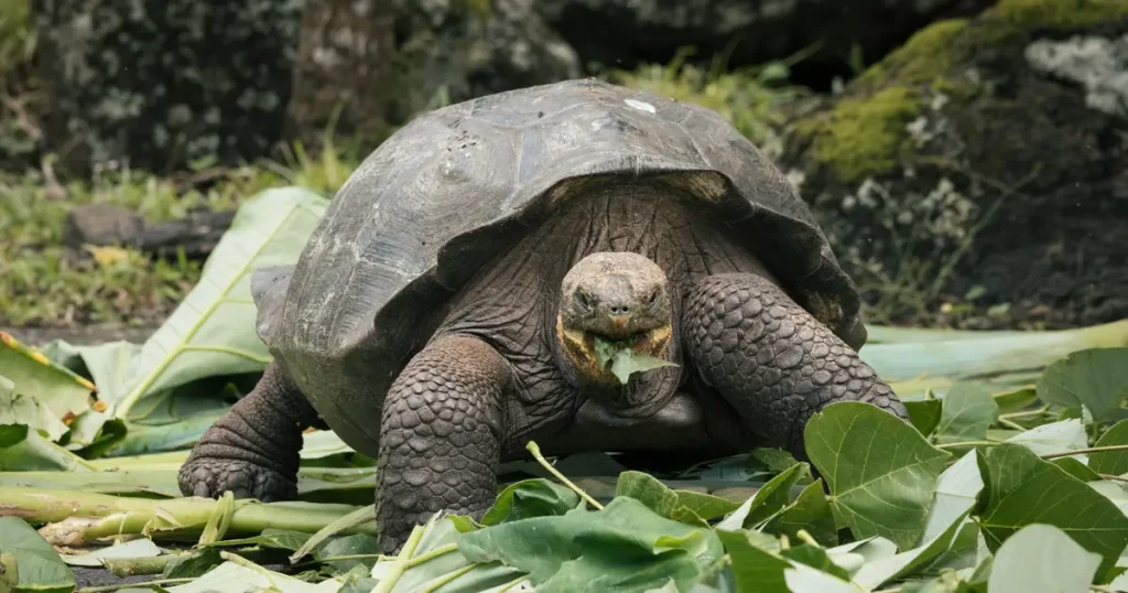 Floreana: The Eden That Breathes Again