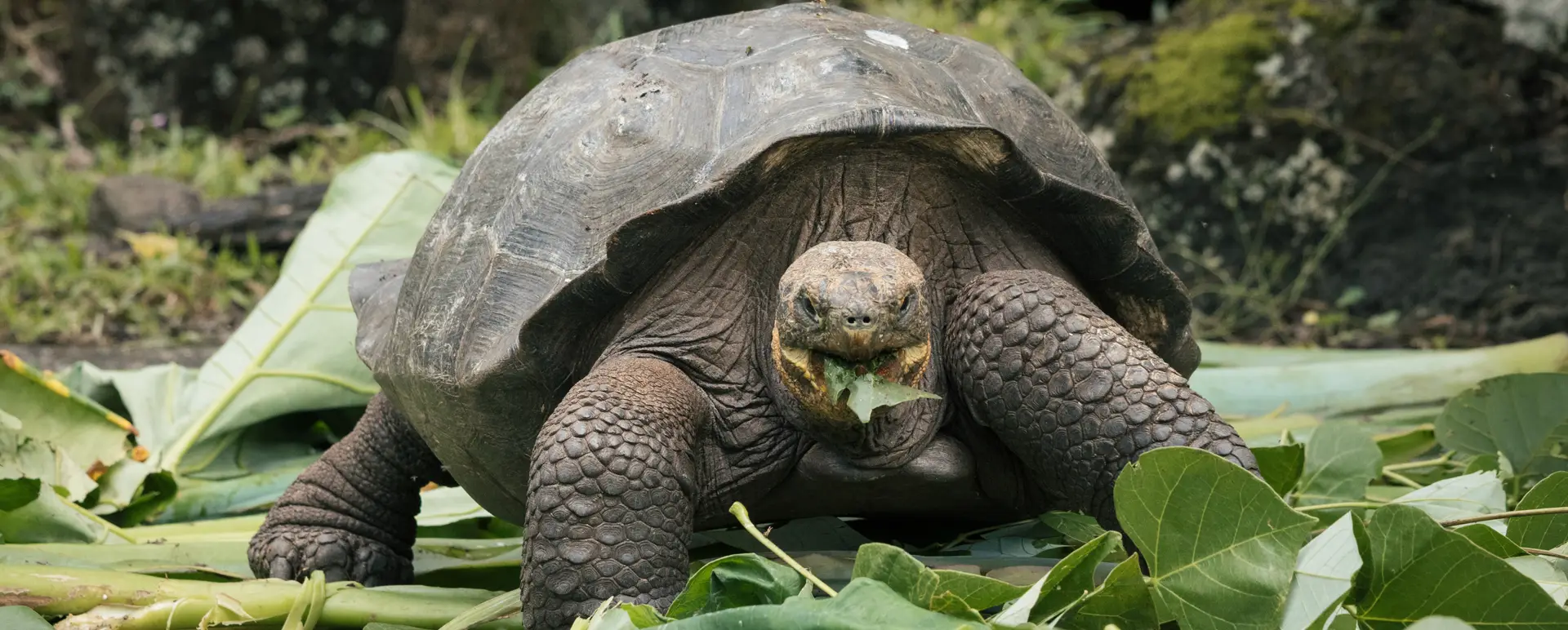 Floreana: The Eden That Breathes Again