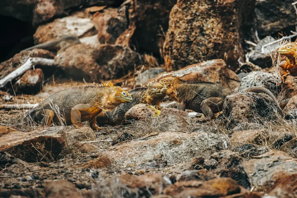 Galápagos Iguanas on the Move: A Story of Rescue and Restoration