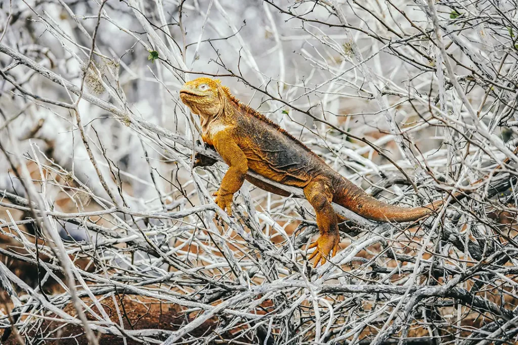 Galápagos Iguanas on the Move: A Story of Rescue and Restoration