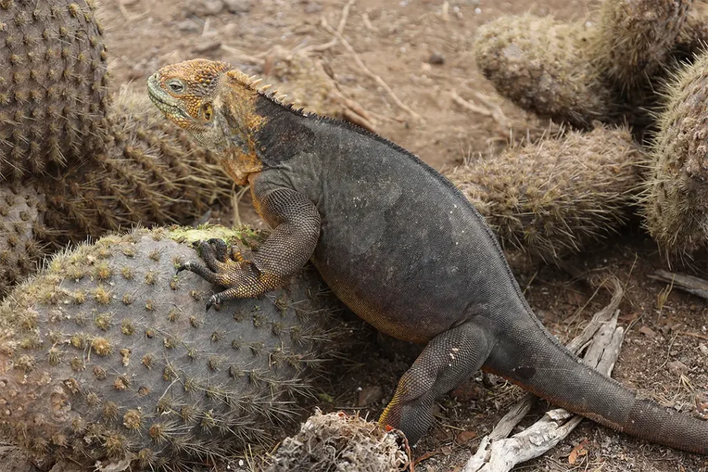 Galápagos Iguanas on the Move: A Story of Rescue and Restoration