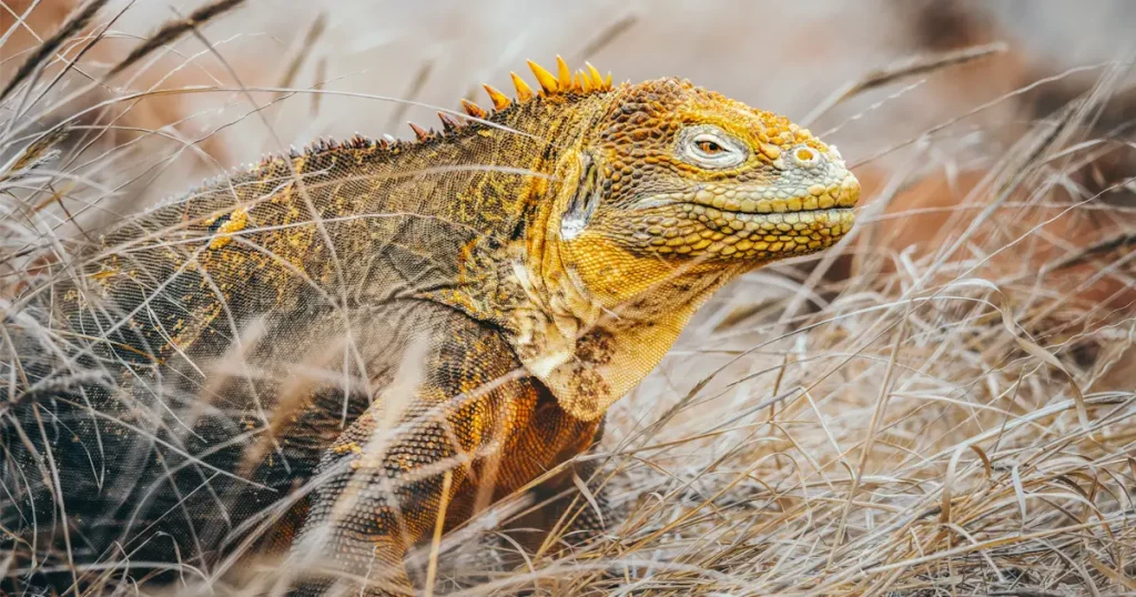 Galápagos Iguanas on the Move: A Story of Rescue and Restoration