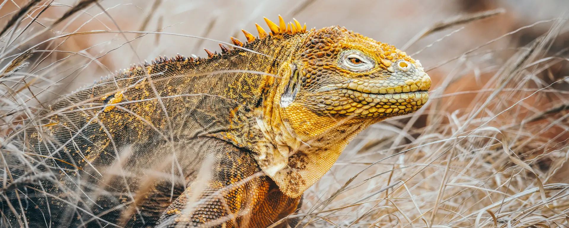 Galápagos Iguanas on the Move: A Story of Rescue and Restoration