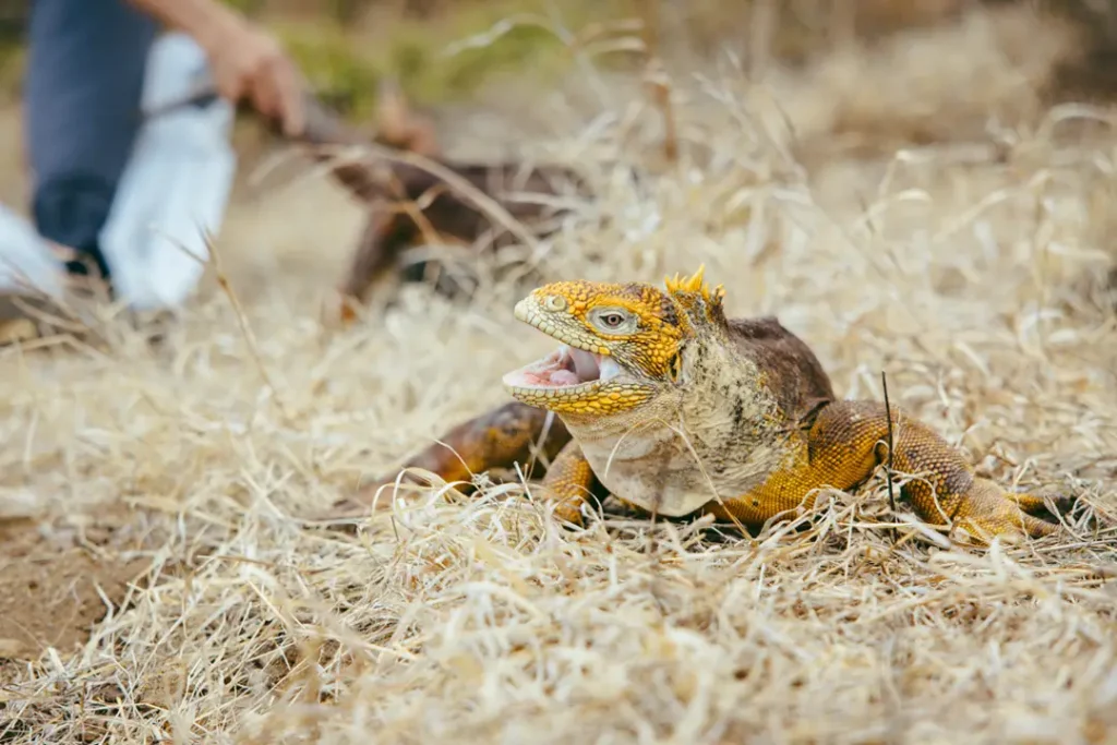 santiago welcomes iguanas relocated