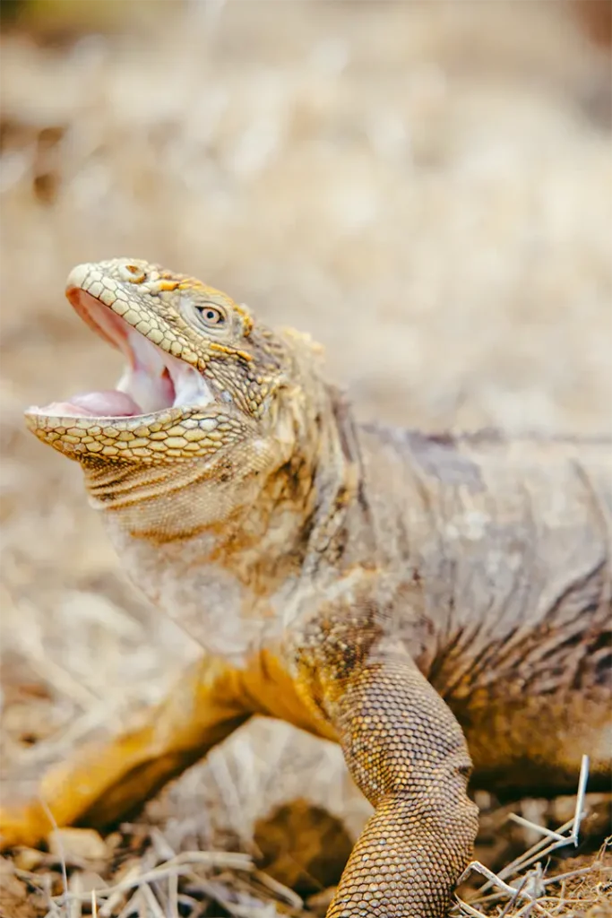 santiago welcomes iguanas relocated