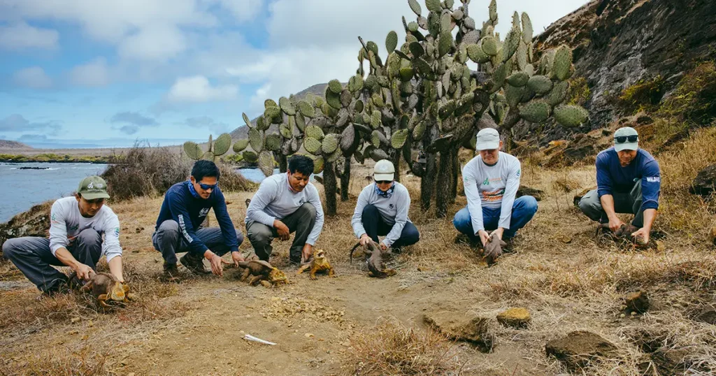 santiago welcomes iguanas relocated