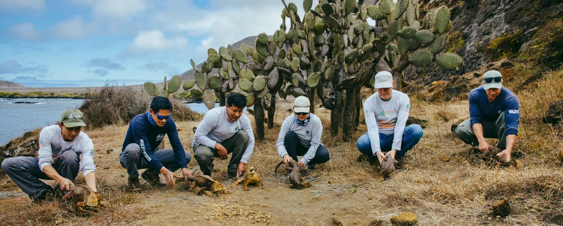 santiago welcomes iguanas relocated
