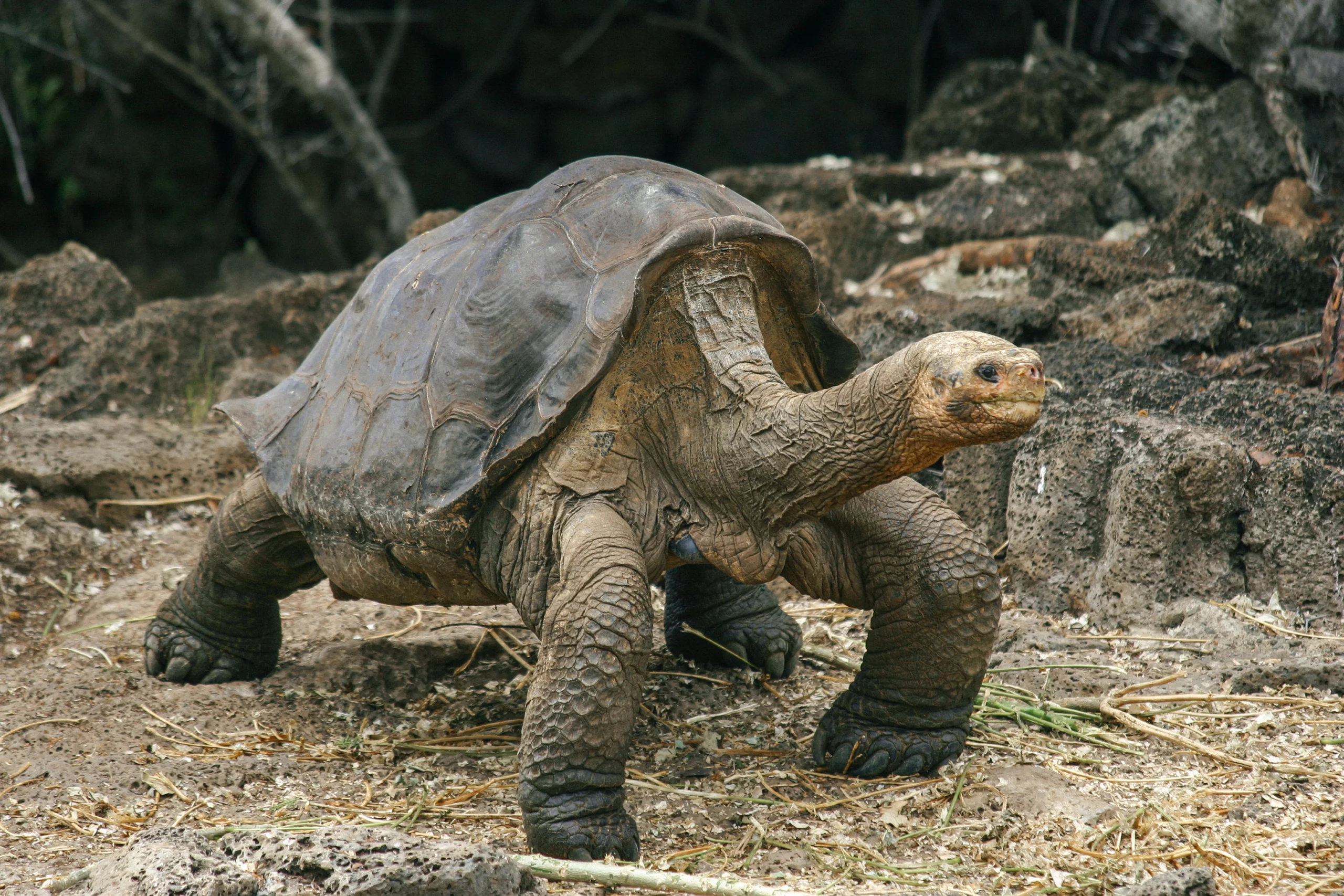 Three Giant Tortoises, Three Lessons for Humanity