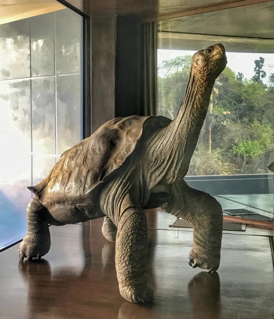 Three Giant Tortoises, Three Lessons for Humanity