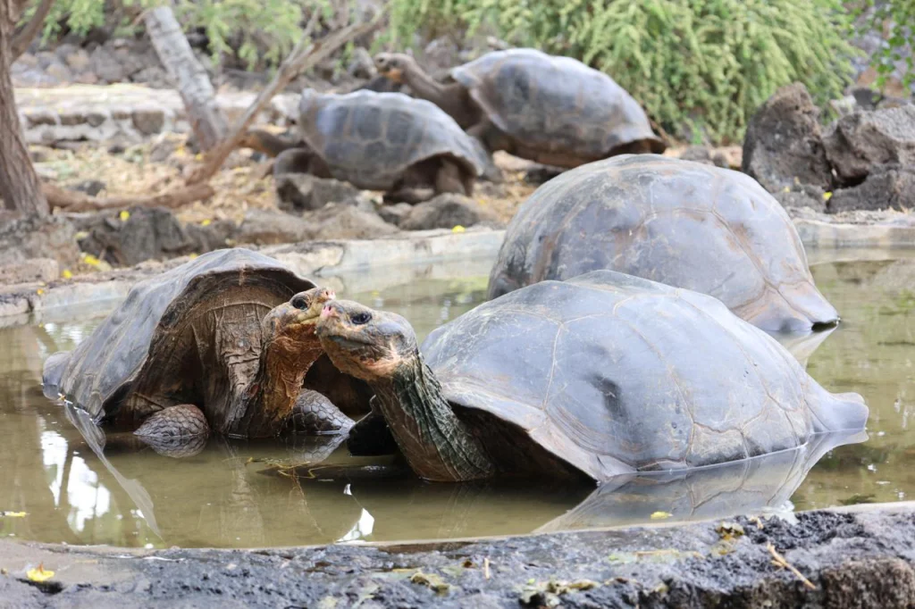 Three Giant Tortoises, Three Lessons for Humanity