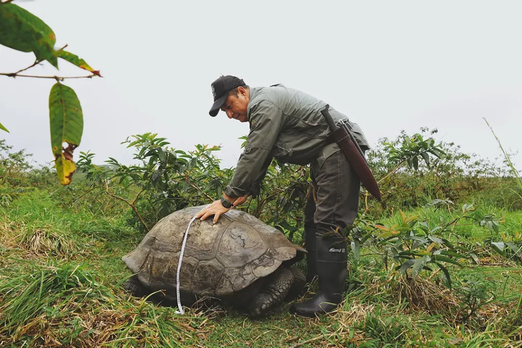 The Science Behind Saving Galápagos Giant Tortoises