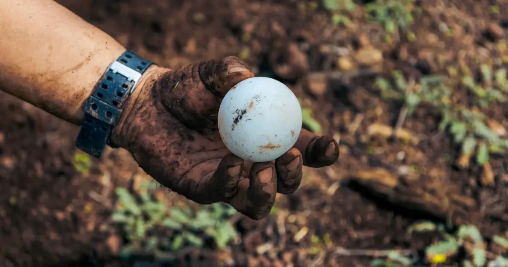 The Science Behind Saving Galápagos Giant Tortoises