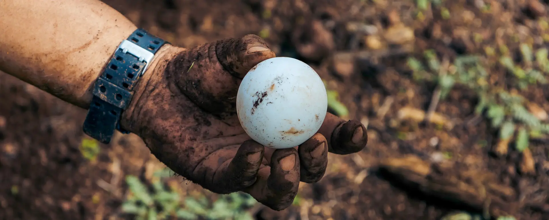 The Science Behind Saving Galápagos Giant Tortoises