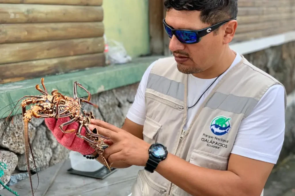 The Red Lobster of Galápagos