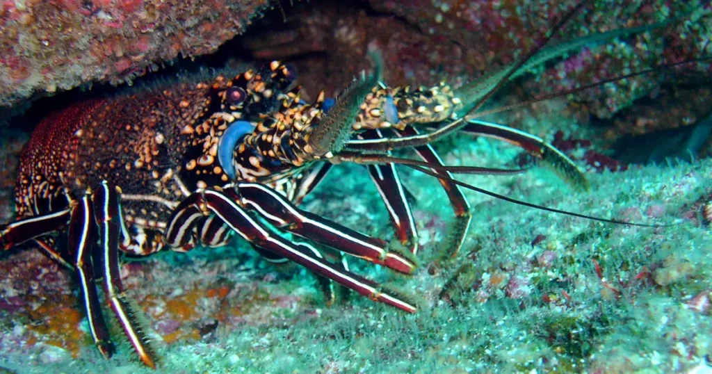 The Red Lobster of Galápagos