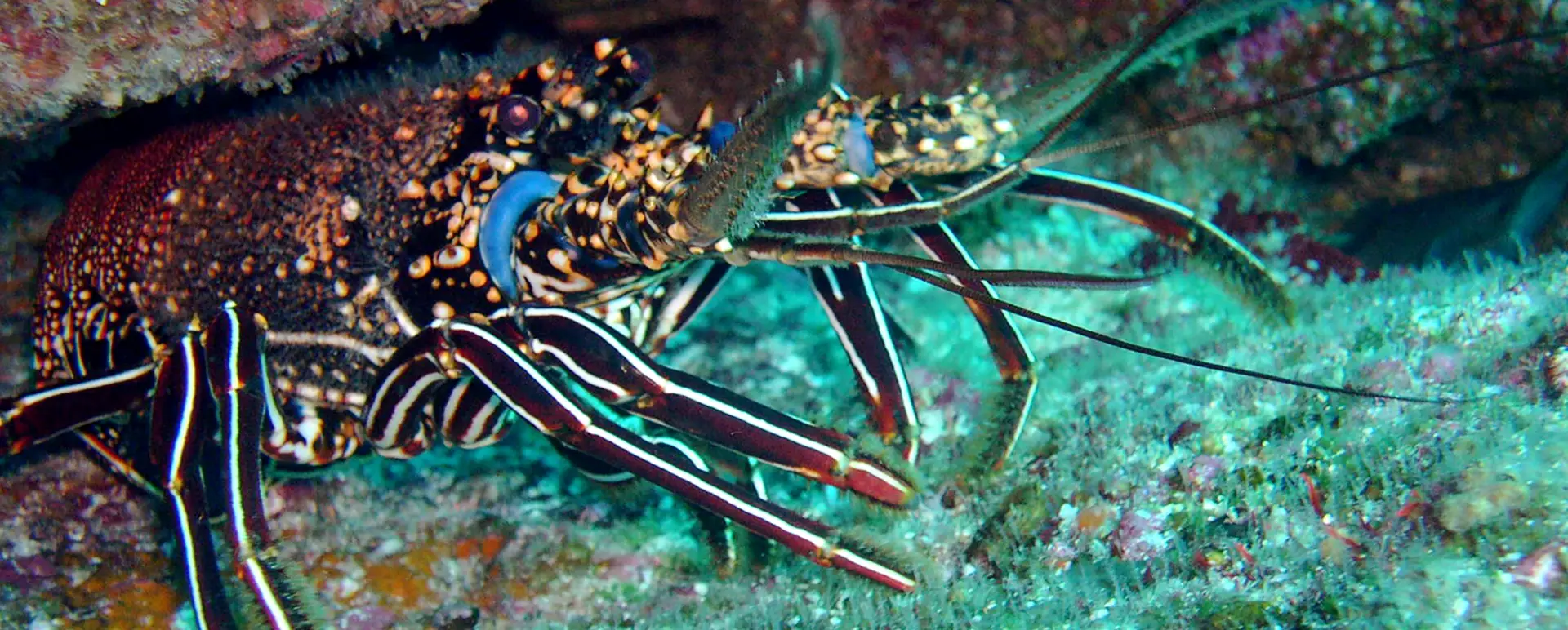 The Red Lobster of Galápagos