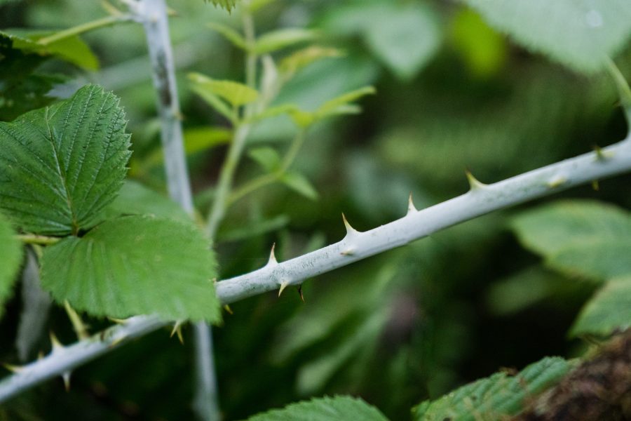 Blackberry spines, by Joshua Vela/Galápagos Conservancy