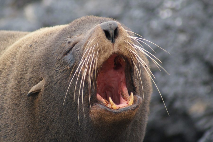 Fur Seal bark, by Mike Spalding