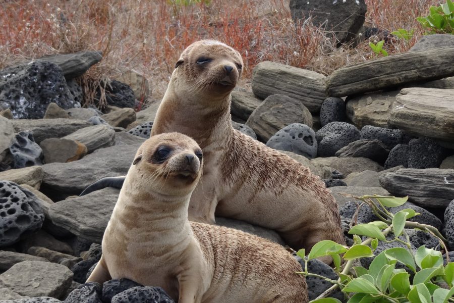 Fur Seals by Lisa Hayward