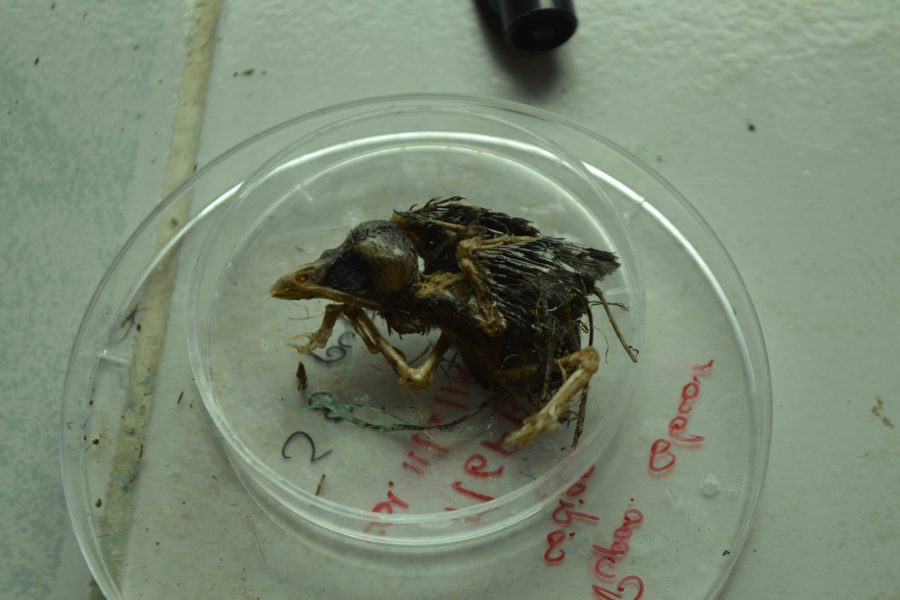 Fledgling killed by Philornis