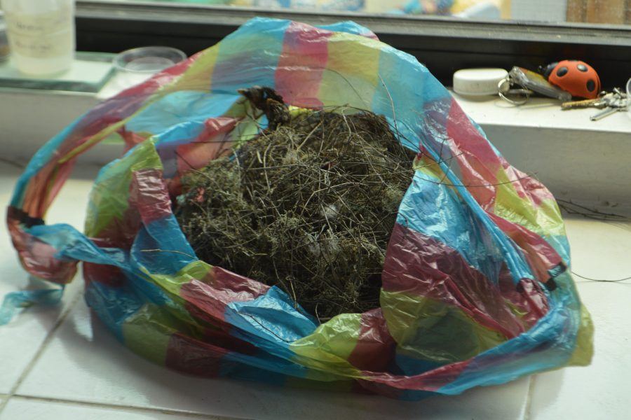 Retrieved nest with Philornis larvae Present by Charles Darwin Foundation