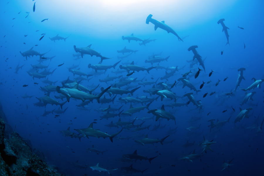 Hammerhead Sharks at Darwin Island © Jonathan Green