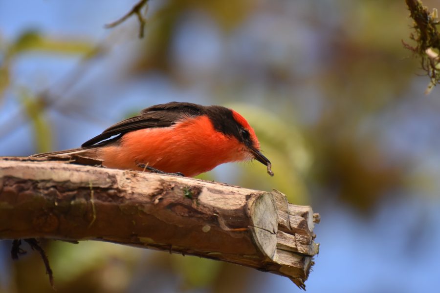 Darwin's Flycatcher by David Anchundia