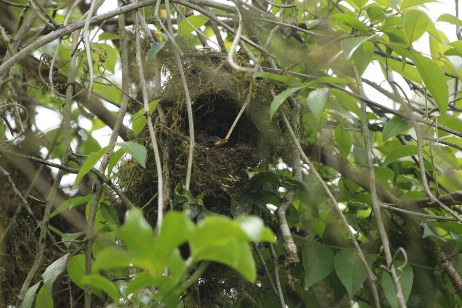 Warbler Finch nest by Paul Schmitz Yanez