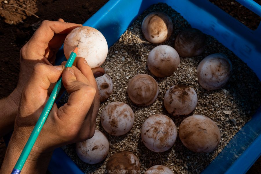 Marking Tortoise Eggs at the Santa Cruz Breeding Center © Galápagos Conservancy