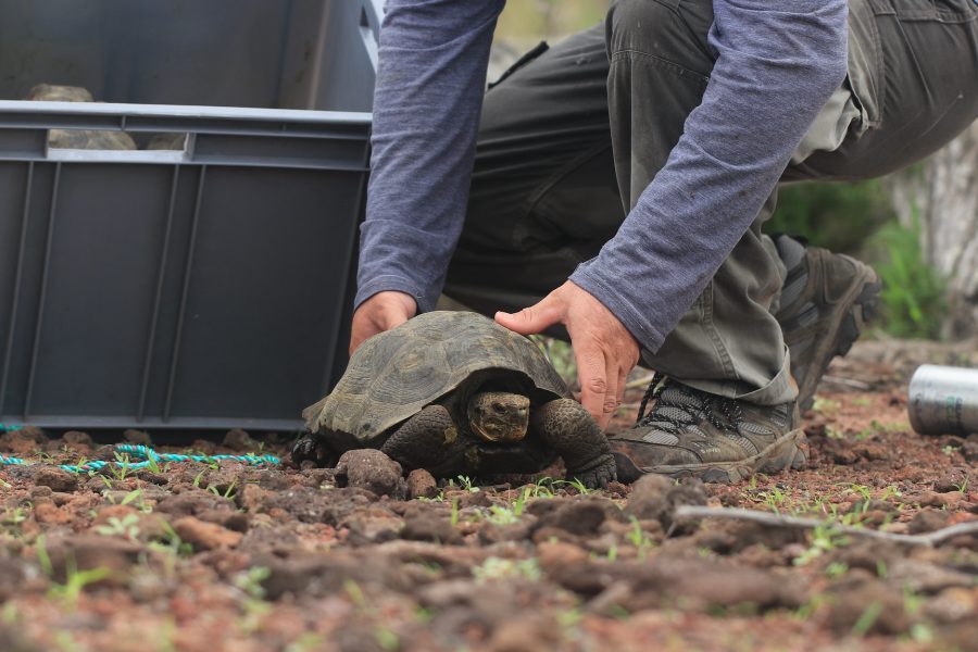 Santa Fe Tortoise Release © Diego Andino© Diego Andino