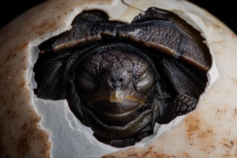 Baby Giant Tortoise emerging from shell © Pete Oxford