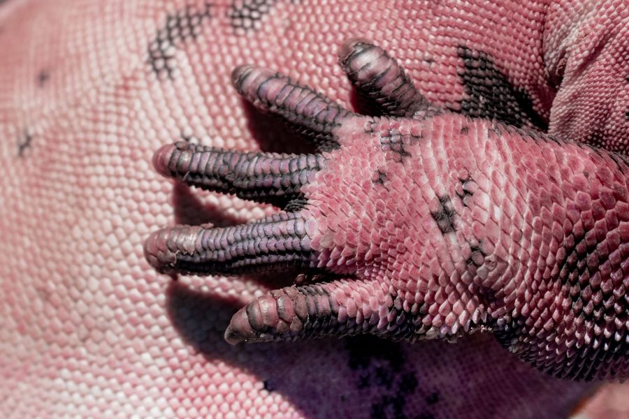 Pink Iguana by Joshua Vela/Galápagos Conservancy