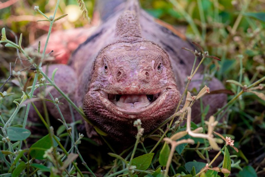 Pink Iguana by Joshua Vela/Galápagos Conservancy