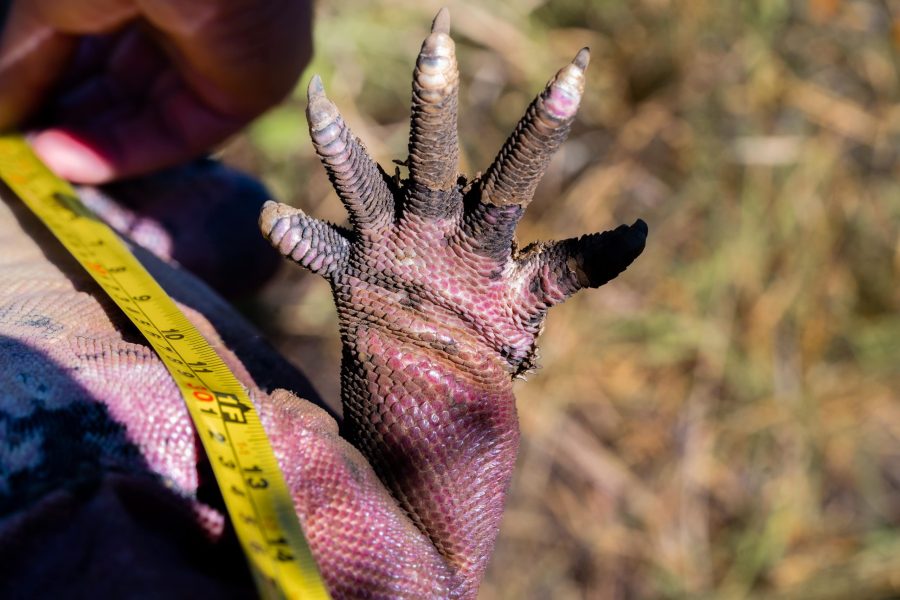 Pink Iguana by Joshua Vela/Galápagos Conservancy
