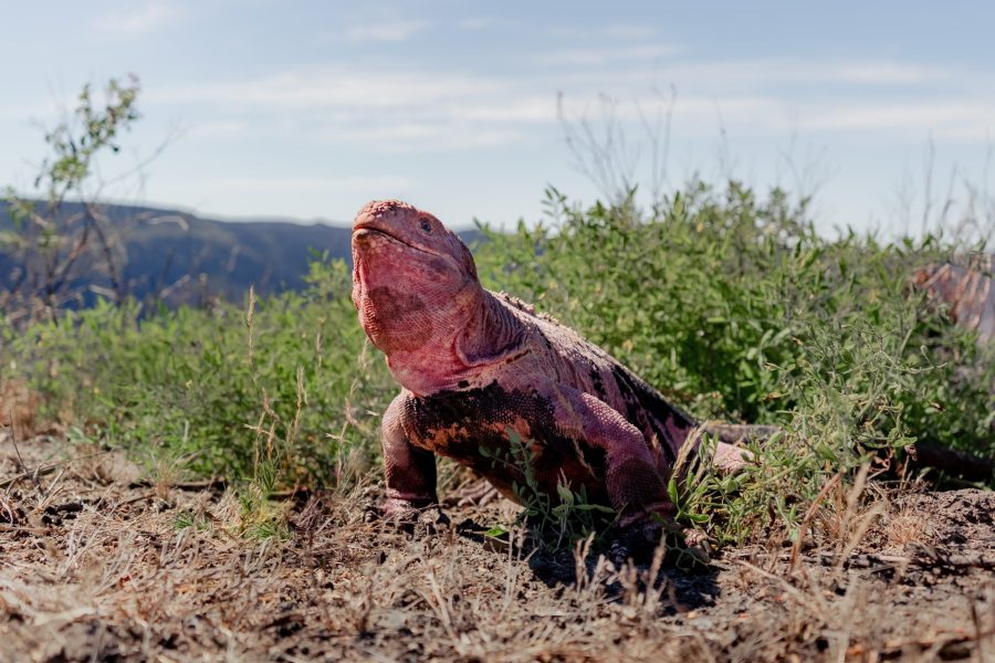 Pink Iguana by Joshua Vela/Galápagos Conservancy