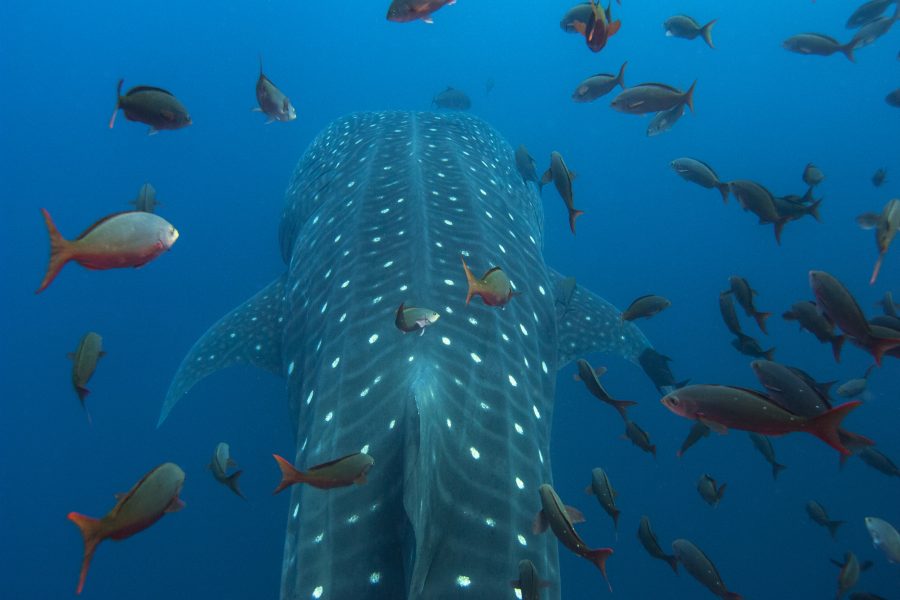 Whale Shark with PAT tag, by Pete Oxford