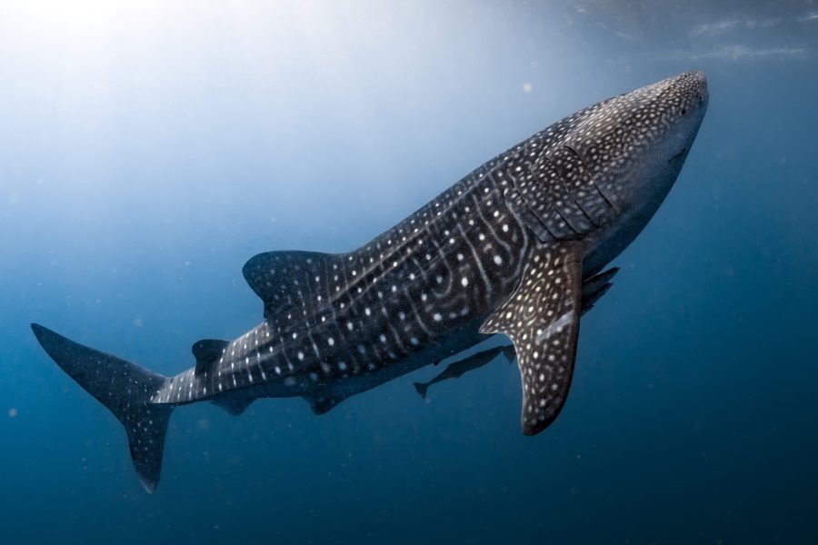 Whale Shark, by Andrea Izzotti