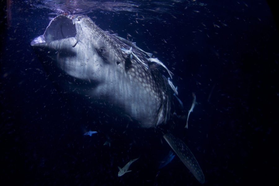 Whale Shark, by Arturo de Frias Marques