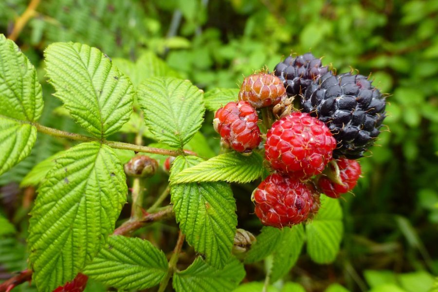 Rubus niveus, by Heinke Jäger